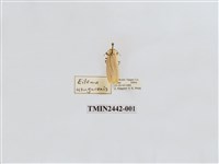 藏品(淡白凹苔蛾)的圖片